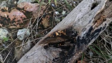 Çürük kalas odunundan çıkan portakallı mantar spatulası..