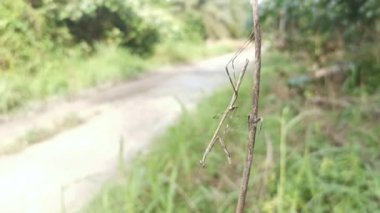 Kahverengi çubuk peygamber devesi kurumuş gövdeye tünemiş..