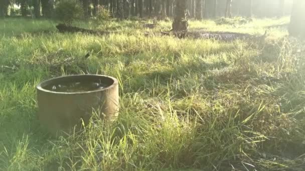 Ochtendzonnestralen Het Palmolielandschap — Stockvideo