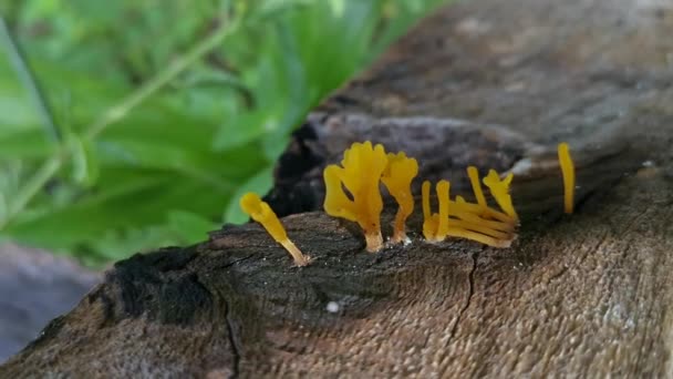 Orangefarbene Dacryopinax Spathularia Pilze Die Aus Dem Zerfallenden Bretterholz Sprießen — Stockvideo