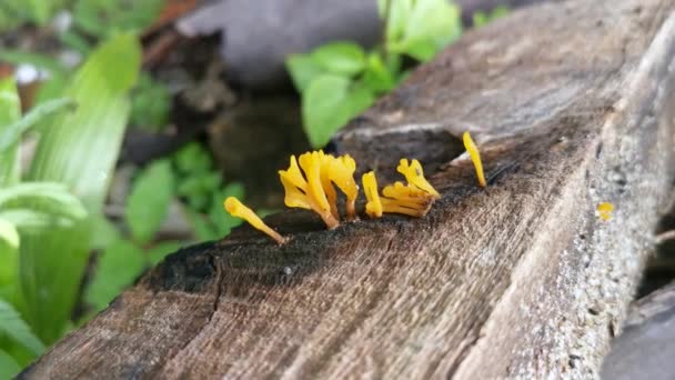 Fungos Orangish Dacryopinax Spathularia Que Brotam Madeira Tábua Decaimento — Vídeo de Stock