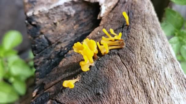 Dacryopinax Spathularia Color Naranja Hongos Que Brotan Madera Tablón Descomposición — Vídeo de stock