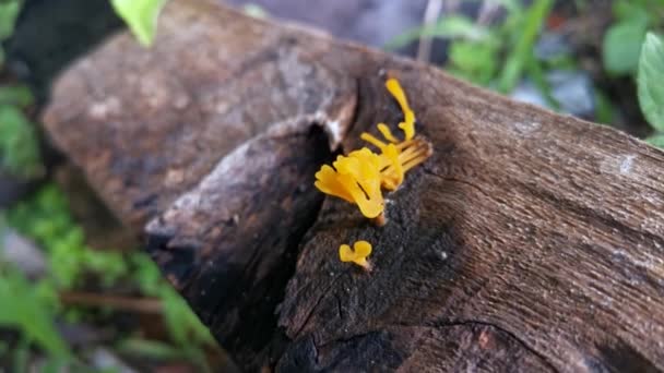 Orangish Dacryopinax Spathularia Schimmels Ontstaan Uit Het Verval Plank Hout — Stockvideo