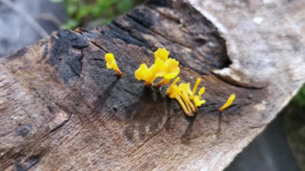 Funghi Orangish Dacryopinax Spathularia Che Germogliano Dal Legno Tavola Decadimento — Video Stock