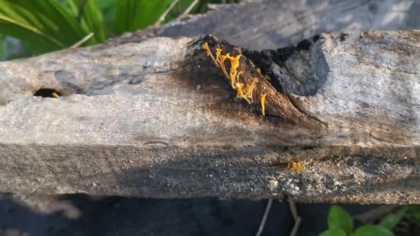 Dacryopinax Spathularia Color Naranja Hongos Que Brotan Madera Tablón Descomposición — Vídeo de stock