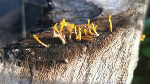 Orangefarbene Dacryopinax Spathularia Pilze Die Aus Dem Zerfallenden Bretterholz Sprießen — Stockvideo