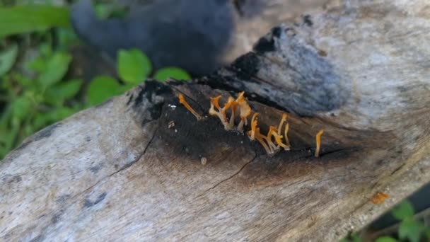 Funghi Orangish Dacryopinax Spathularia Che Germogliano Dal Legno Tavola Decadimento — Video Stock