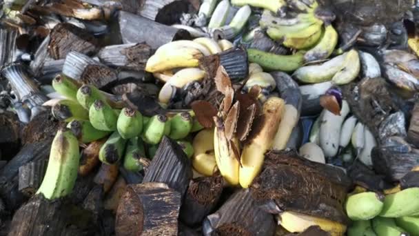 Motyle Siedzące Stosie Rozkładających Się Owoców Bananów Ziemi — Wideo stockowe