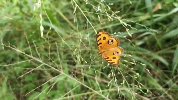 Pfauenauge Stiefmütterchen Schmetterling Ruht Auf Dem Frischen Unkrautzweig — Stockvideo