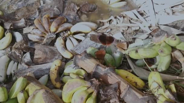 Vlinders Een Stapel Ontbonden Bananenvruchten Grond — Stockvideo