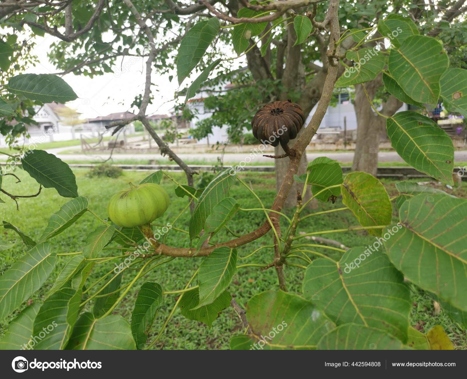 Hura Crepitans Fruto Del Árbol Del Arenero fotografía de stock