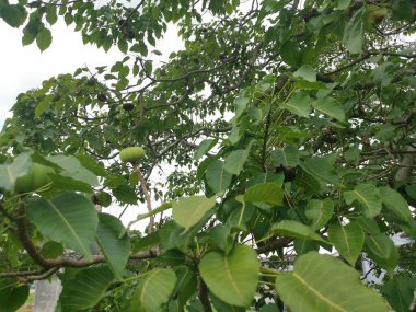 Hura crepitans kum havuzu ağacının meyvesi.