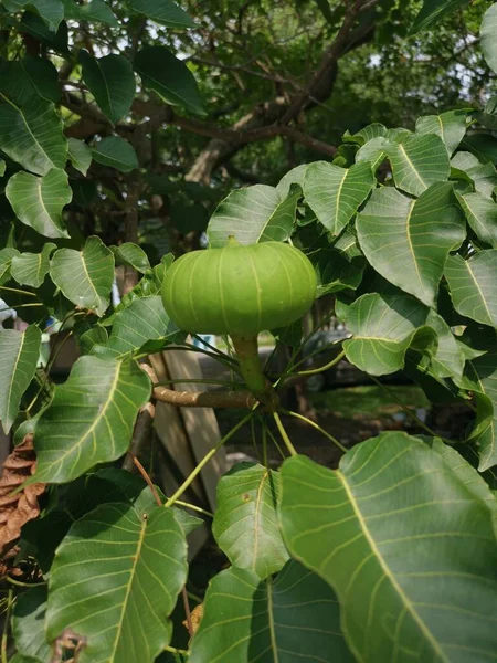 Hura Crepitans Fruto Del Árbol Del Arenero —  Fotos de Stock