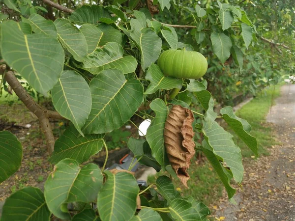 Hura Crepitans Fruit Sandbox Tree — Stock Photo, Image