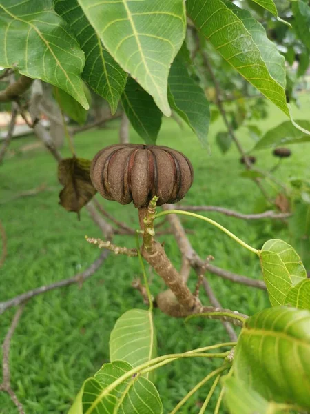 Hura Crepitans Fruit Bac Sable — Photo