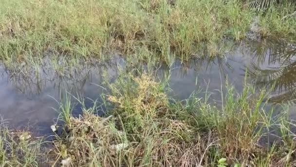 Rekaman Dari Perkebunan Banjir Setelah Hujan Lebat — Stok Video