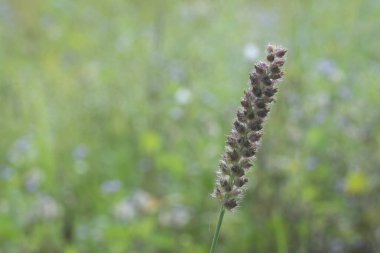 Vahşi kahverengi ot bitkisinin görüntüsü.