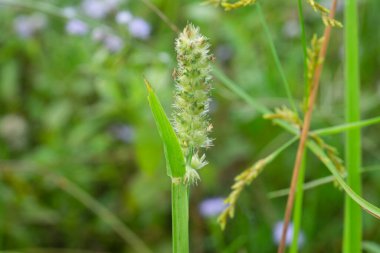 Vahşi kahverengi ot bitkisinin görüntüsü.