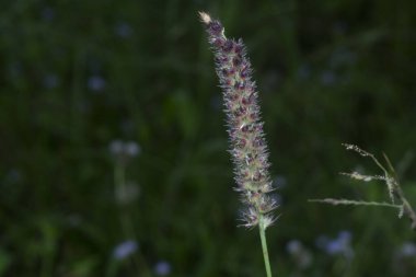 Vahşi kahverengi ot bitkisinin görüntüsü.