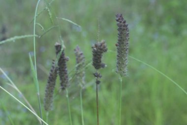 Vahşi kahverengi ot bitkisinin görüntüsü.