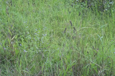 Vahşi kahverengi ot bitkisinin görüntüsü.