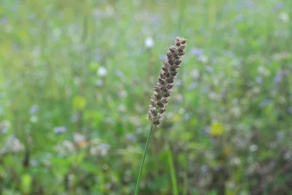Imagen Planta Hierba Carex Marrón Salvaje — Foto de Stock