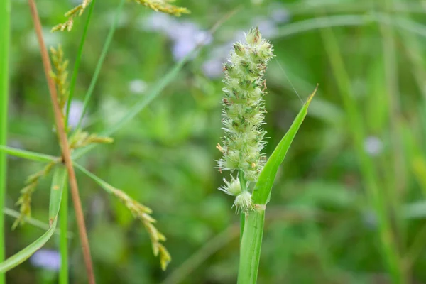 Imagem Planta Daninha Carex Marrom Selvagem — Fotografia de Stock