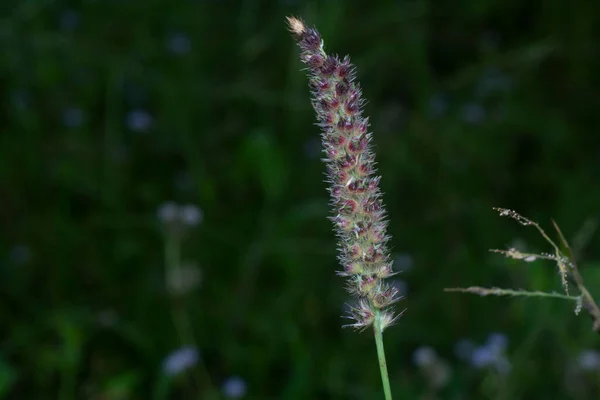 Image Wild Brown Carex Weed Plant — Stock Photo, Image