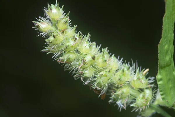 Imagem Planta Daninha Carex Marrom Selvagem — Fotografia de Stock