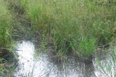 Vahşi cyperus strigosus otlarının görüntüsü.