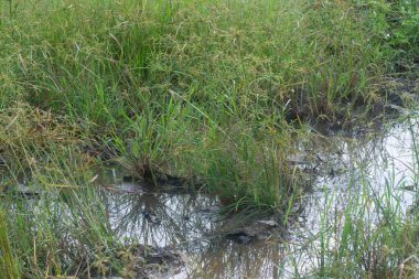 Vahşi cyperus strigosus otlarının görüntüsü.