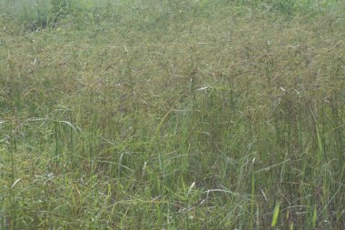 Vahşi cyperus strigosus otlarının görüntüsü.