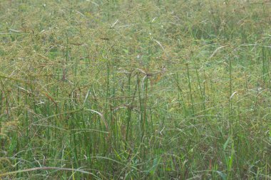 Vahşi cyperus strigosus otlarının görüntüsü.
