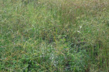 Vahşi cyperus strigosus otlarının görüntüsü.