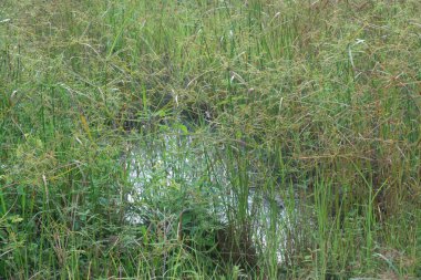 Vahşi cyperus strigosus otlarının görüntüsü.
