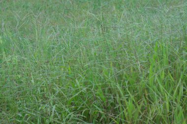 Vahşi paspalyum notatum otlarının görüntüsü.