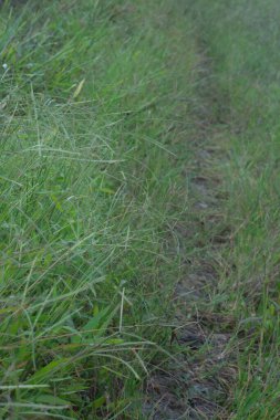 Vahşi paspalyum notatum otlarının görüntüsü.