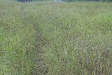 Vahşi paspalyum notatum otlarının görüntüsü.