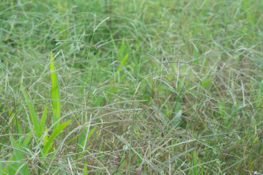 Vahşi paspalyum notatum otlarının görüntüsü.