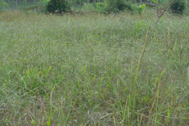 Vahşi paspalyum notatum otlarının görüntüsü.