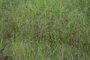 Vahşi paspalyum notatum otlarının görüntüsü.