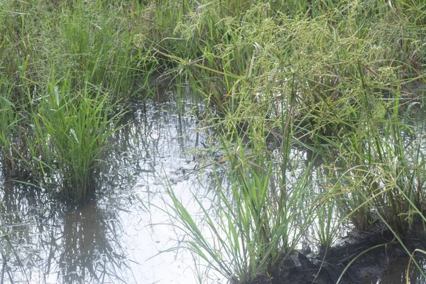 Εικόνα Του Αγριόχορτου Cyperus Strigosus — Φωτογραφία Αρχείου