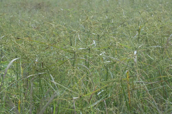 Immagine Delle Erbe Selvatiche Cyperus Strigosus Erbaccia — Foto Stock