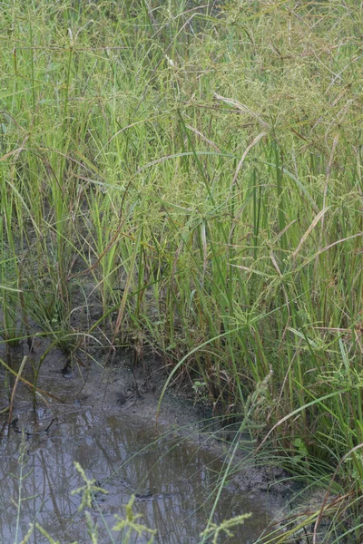 Wizerunek Dzikiego Cyperusa Strigosus Trawy Trawiastej — Zdjęcie stockowe