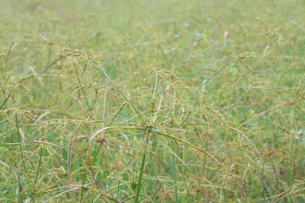 Vadon Élő Cyperus Strigosus Füvek Képe — Stock Fotó