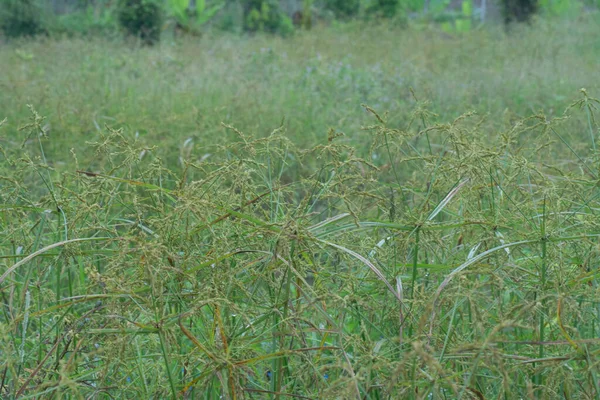 Cyperus Strigosus — 스톡 사진