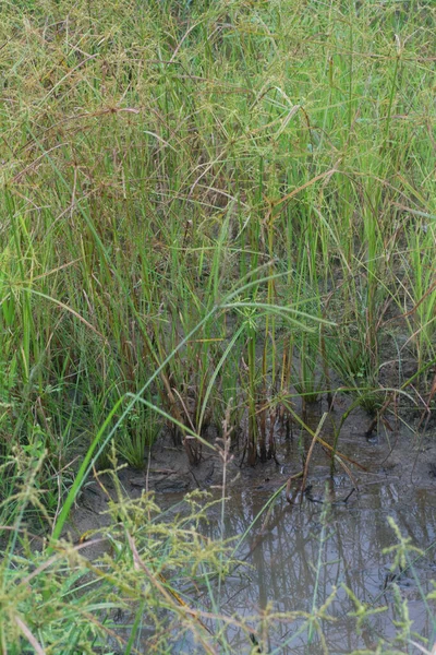 Wizerunek Dzikiego Cyperusa Strigosus Trawy Trawiastej — Zdjęcie stockowe