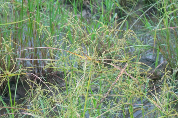 Vahşi Cyperus Strigosus Otlarının Görüntüsü — Stok fotoğraf