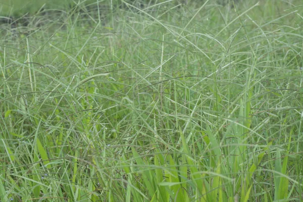 Obrázek Divokých Travin Paspalum Notatum Travin — Stock fotografie