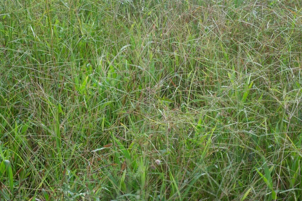 Image Wild Paspalum Notatum Weed Grasses — Stock Photo, Image